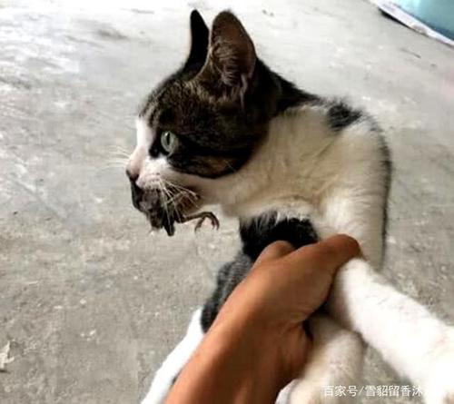 如何训练猫把东西叼回来