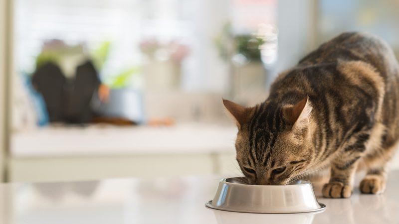 猫吃东西少了