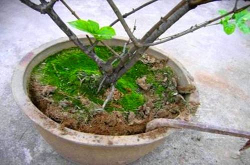 给花换土需要注意事项