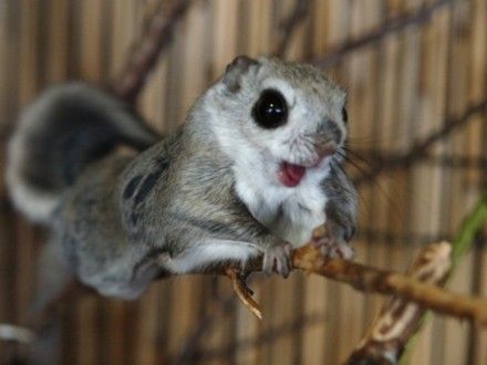 日本大眼飞鼠怎么训练