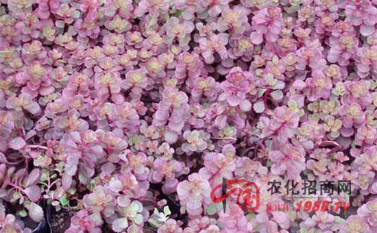 景天栽培方法