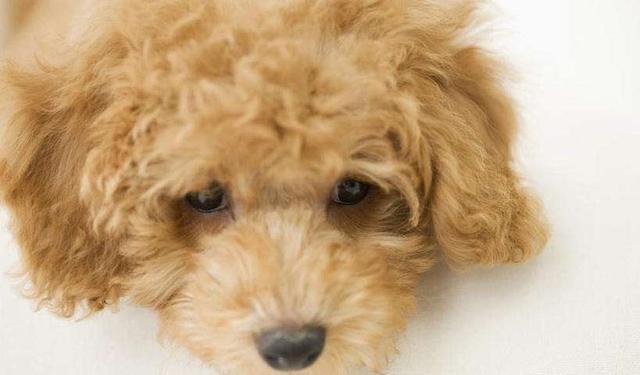 泰迪犬一天不吃东西什么原因
