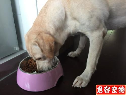 三个月的小狗注意什么东西不能吃什么东西