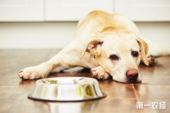 狗狗吐东西怎么办