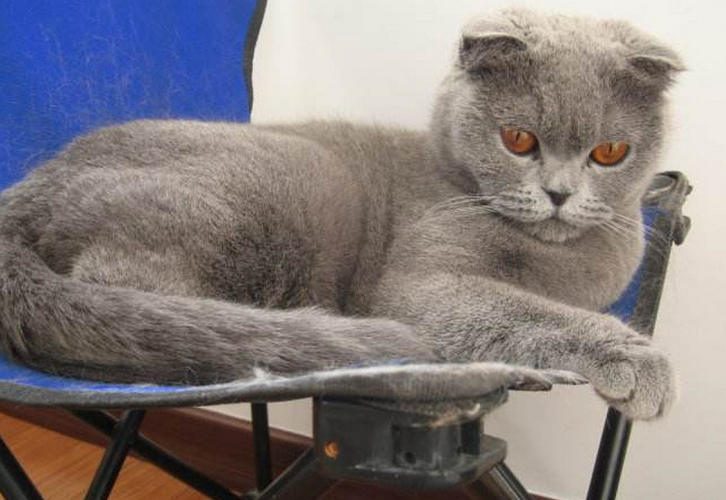 猫发情不吃东西怎么办