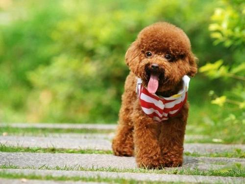 贵宾犬训练站立行走