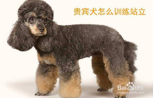 怎么训练贵宾