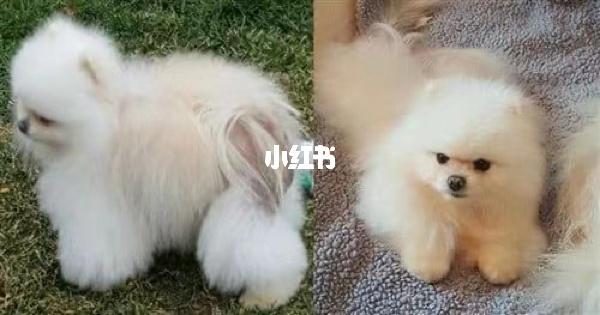 博美病了不吃东西