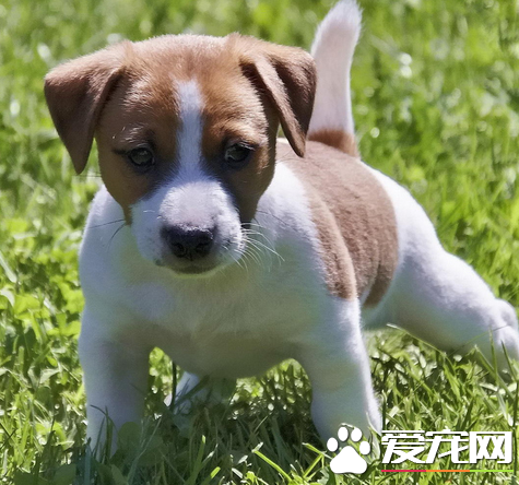 杰克罗素梗该怎么训练
