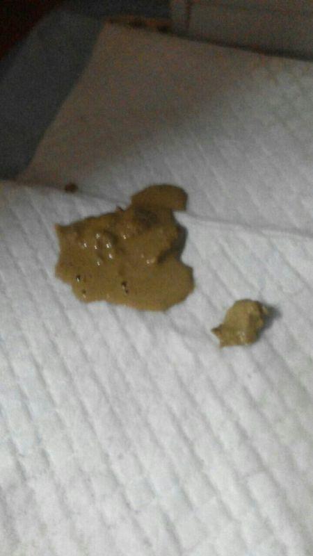 小狗吐出的东西没消化不良