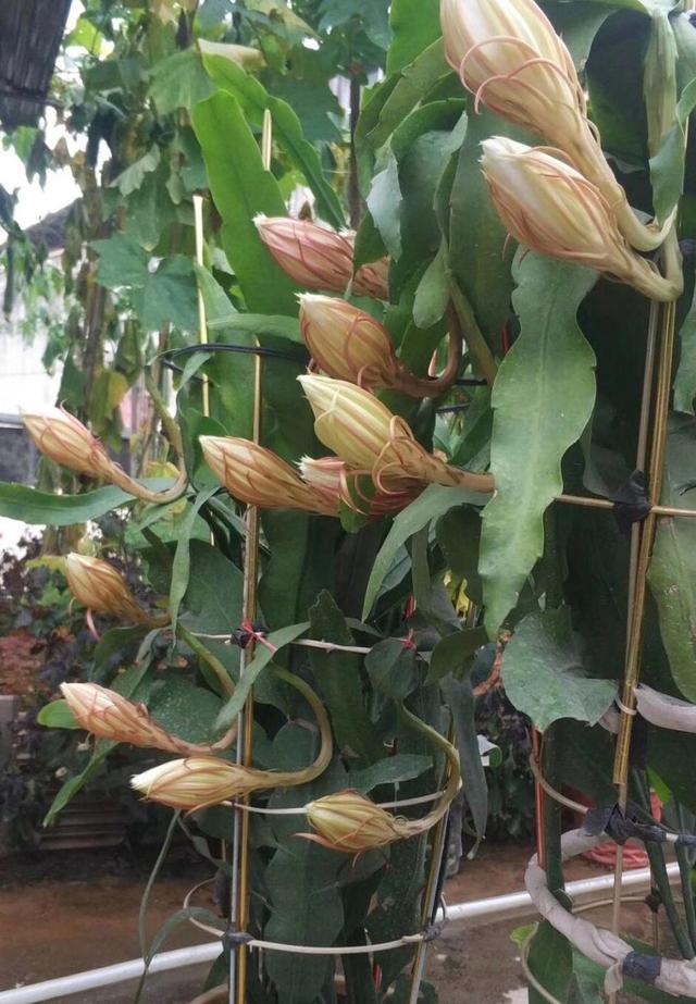 昙花的养植