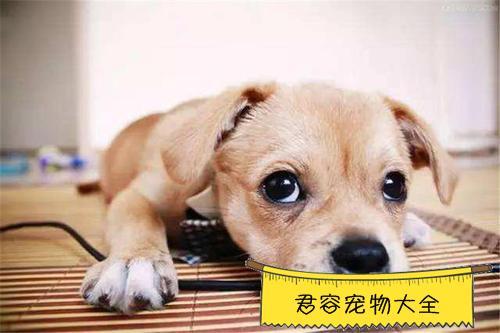 狗老了几天不吃东西了怎么办