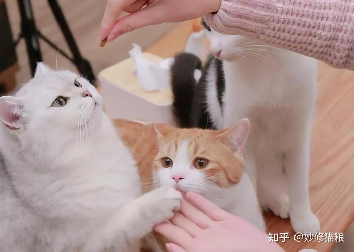 三个月大的猫训练