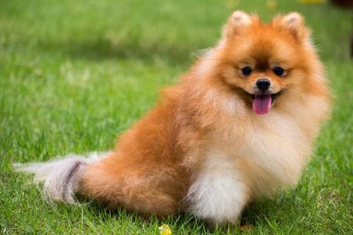 博美犬的基本训练