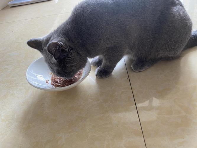 刚拿回来的猫不吃东西