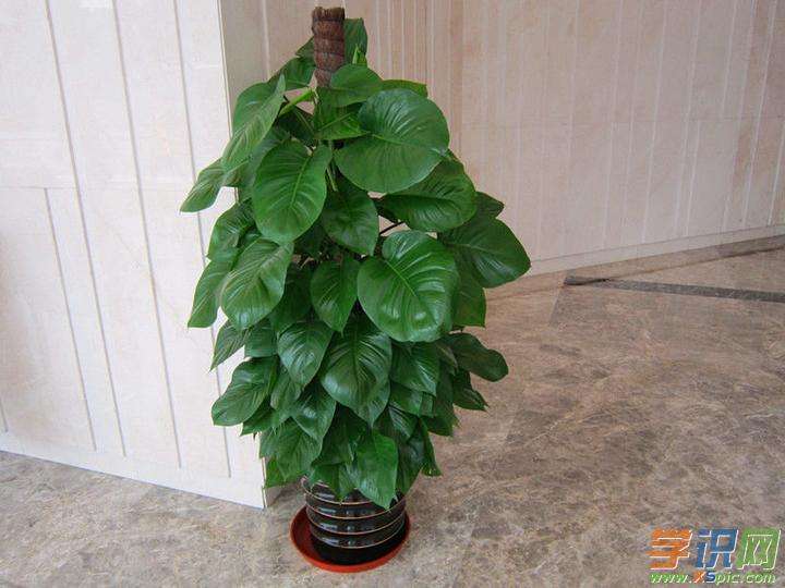 绿萝柱的养殖方法