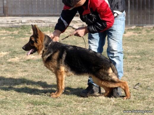 纯种牧羊犬怎么训练