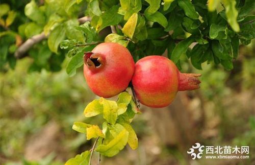 石榴树养护栽培