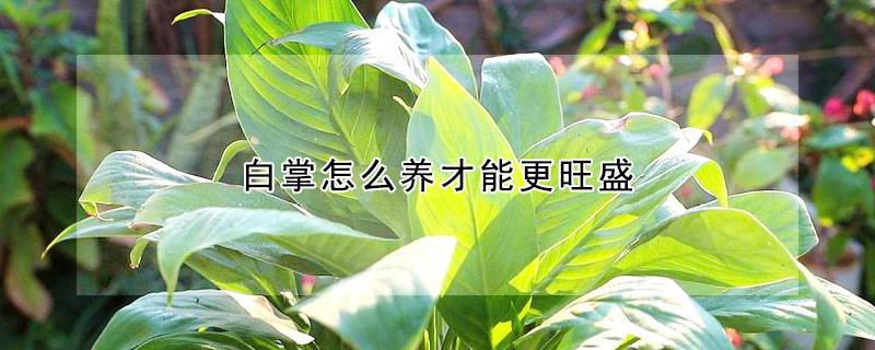 白掌移盆注意事项