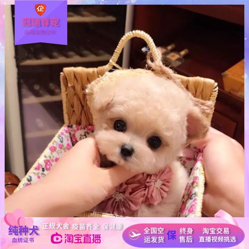 小泰迪为啥不吃东西是什么原因