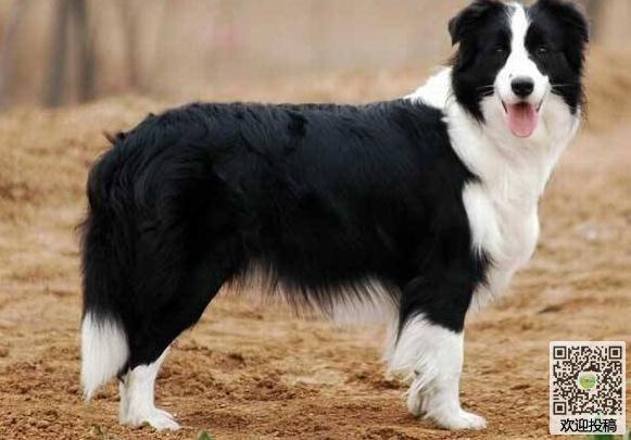 狗狗边牧怎么训练