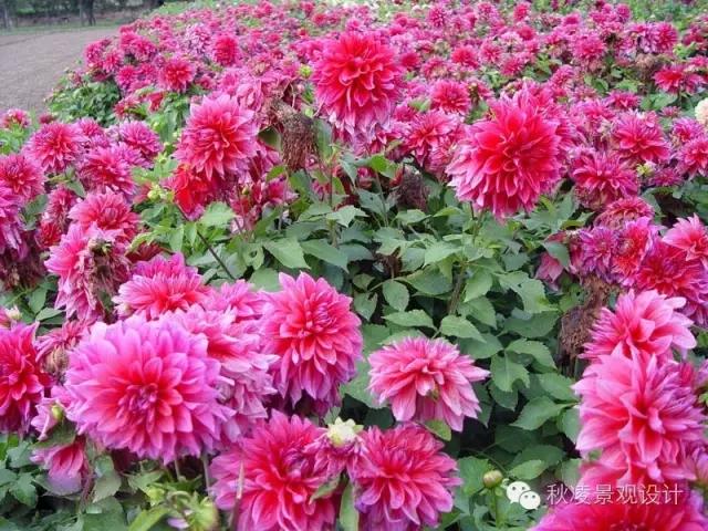 宿根花卉繁殖栽培要点有哪些