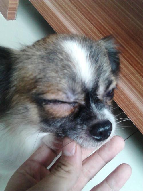 狗狗眼睛肿了不吃东西