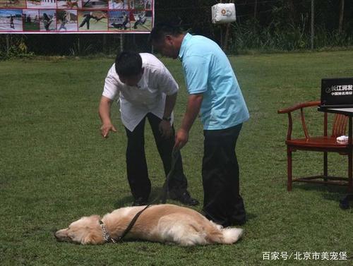 犬的地位训练