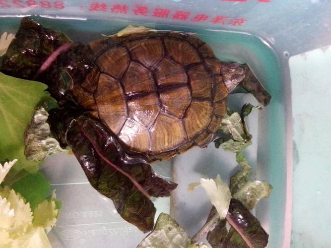 乌龟不吃东西怎么办视频教程
