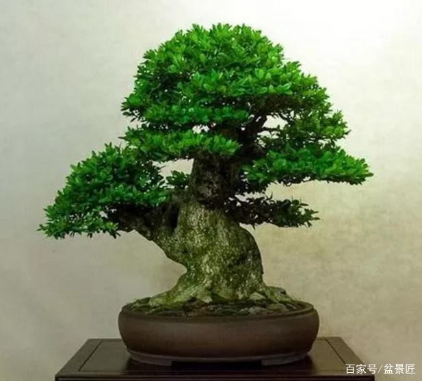树桩盆景制作注意事项