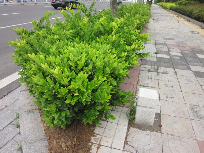 栽培灌木花卉的技术