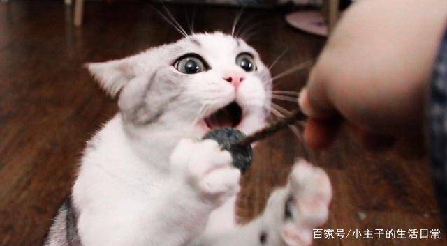 猫咪喜欢咬东西怎么办