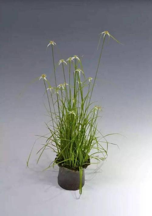 鹭草栽培方法