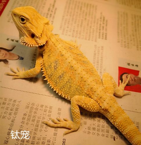 如何训练红鬃狮蜥蜴