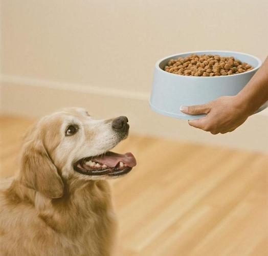 狗狗幼犬不怎么吃东西怎么办