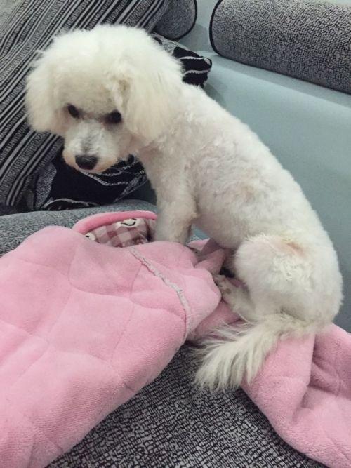5个月比熊犬训练排便