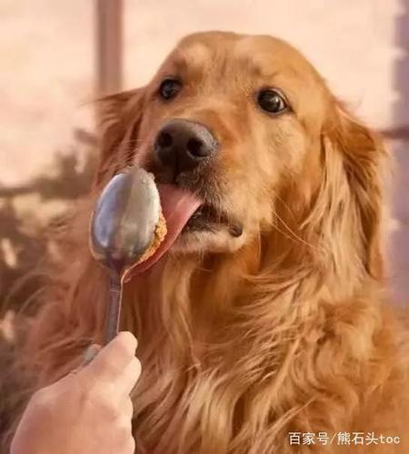 什么东西狗增加食欲