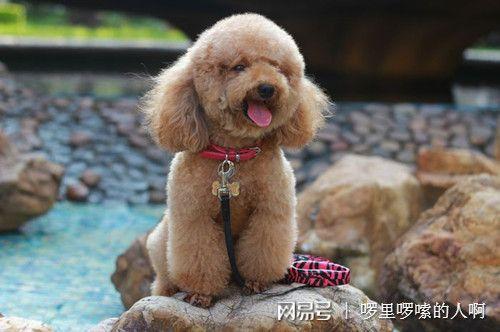 有什么东西是贵宾犬不能吃的
