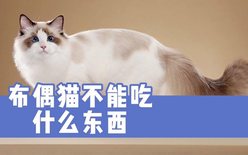 猫不吃东西什么原因是什么原因是什么原因
