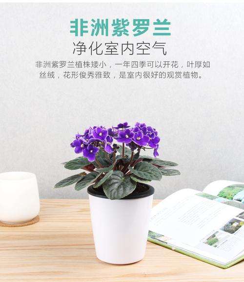 紫罗兰盆栽种植方法