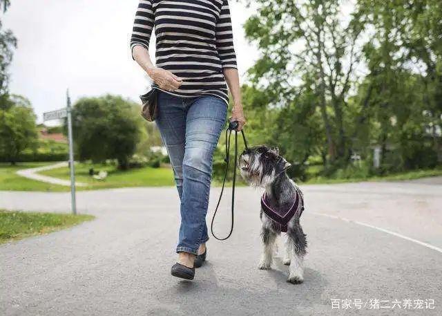 狗怎样训练随行