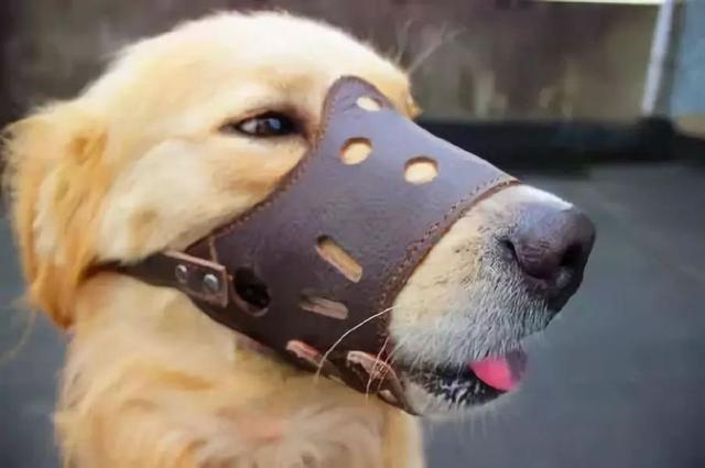 狗狗最近乱咬东西怎么办啊