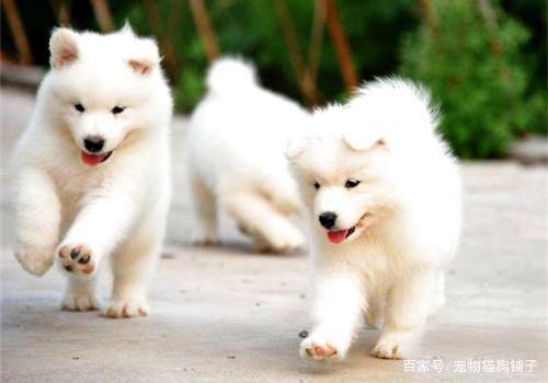 养萨摩要准备的东西