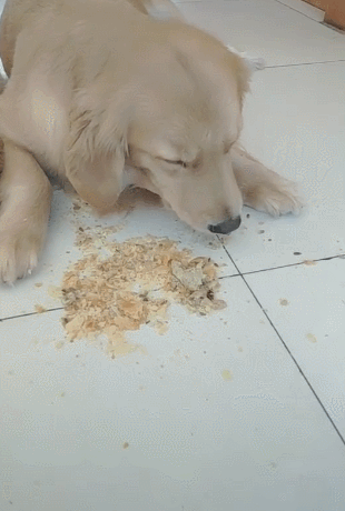 狗吃东西就吐是什么原