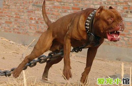 怎样训练比特犬开气门