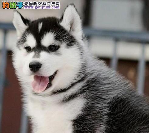 哈士奇10个月怎么训练