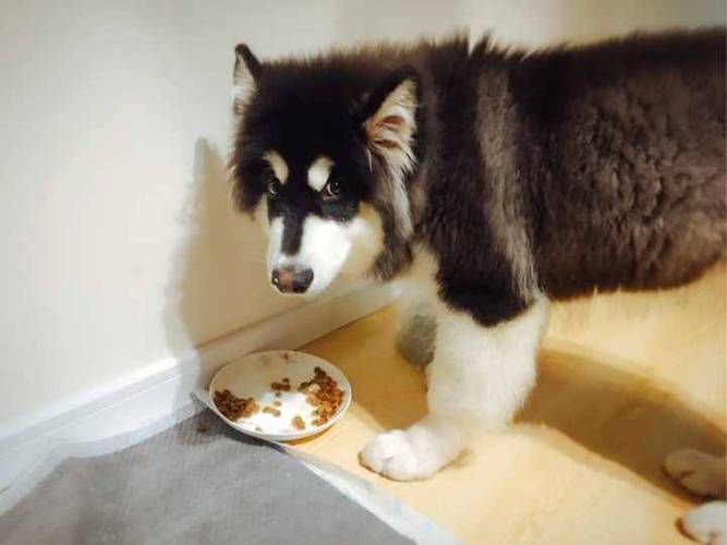 阿拉斯加幼犬突然不吃东西
