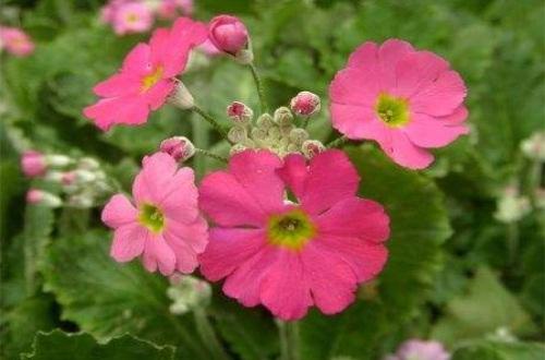 报春花栽培方法