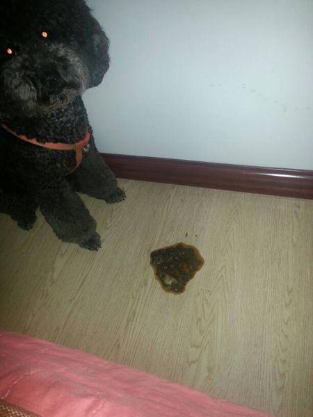 狗狗呕吐一天不吃东西怎么办