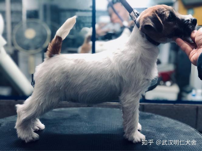 杰克罗素梗怎么训练